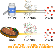 コラーゲンよりプロテイン