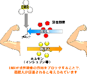 EMRが筋肉を太くする？