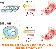 卵は加熱して肉・魚と一緒に