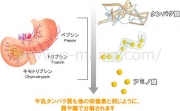 牛乳タンパク質は吸収されない？