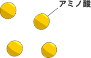 タンパク質とペプチド