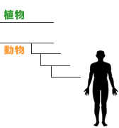 植物性タンパク質の栄養価