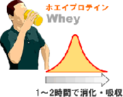 プロテインの消化・持続時間は？