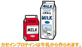 カゼインプロテインは牛乳から作られます