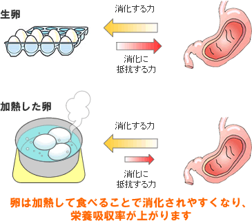 卵は加熱して食べることで消化されやすくなり、栄養吸収率が上がります