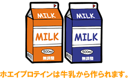 ホエイプロテインは牛乳から作られます